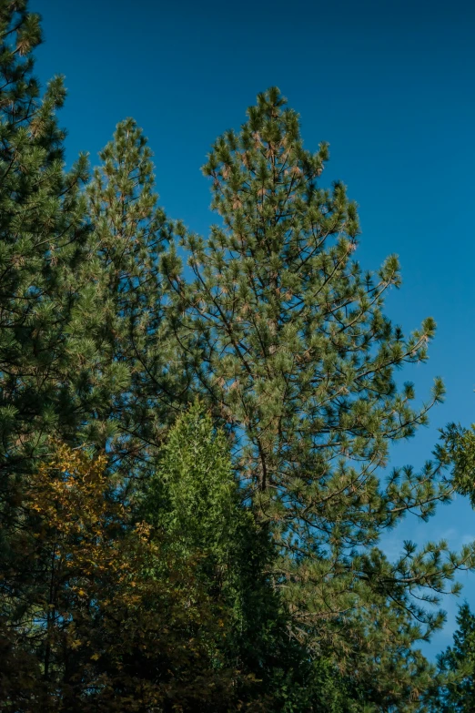 a blue sky is seen over some trees