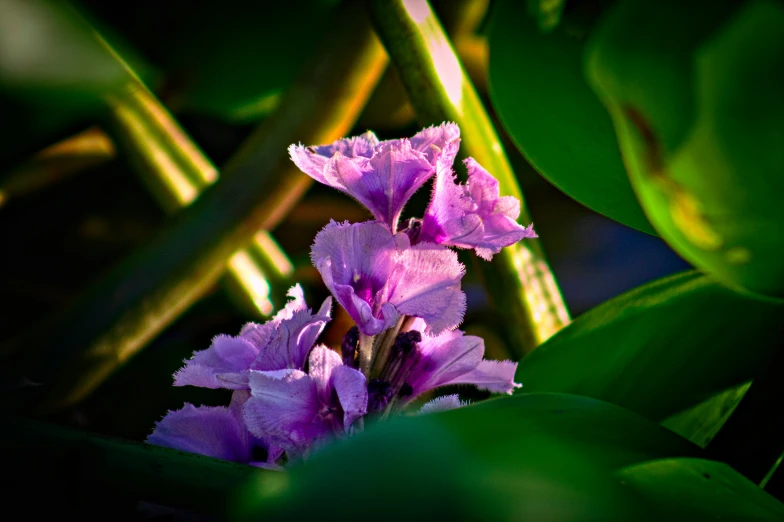 close up of an unusual flower with many colors