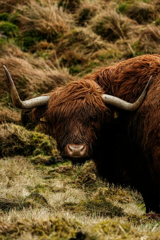 a very long horned animal with horns standing in the grass