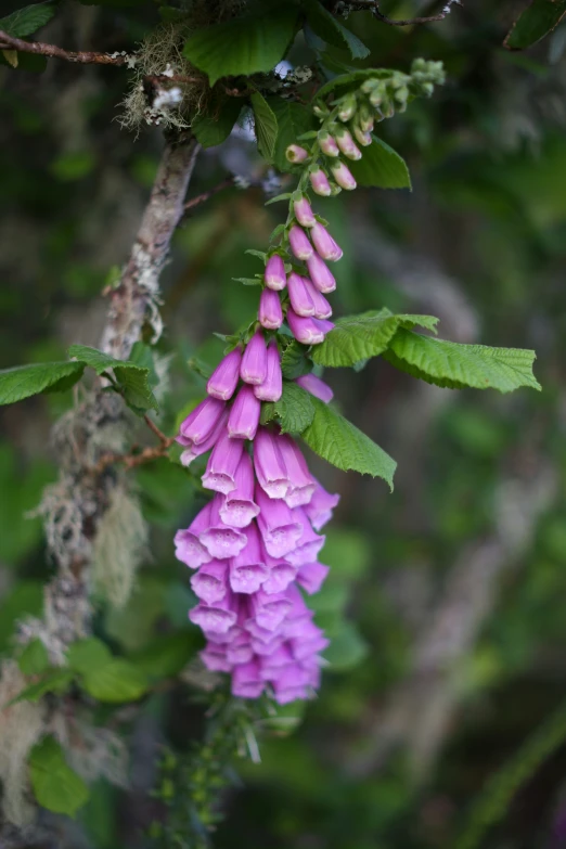 a small cluster of flowers growing from a nch