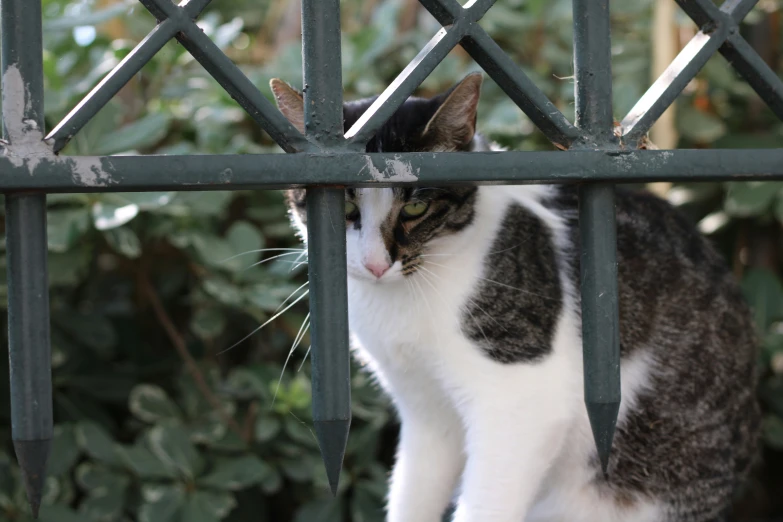 a cat sitting on a metal gate looking off into the distance