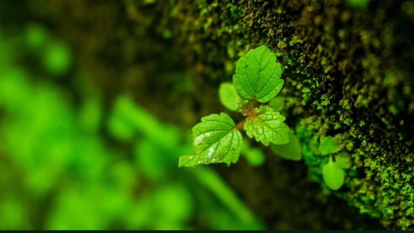 a close up view of leaves on a moss covered tree