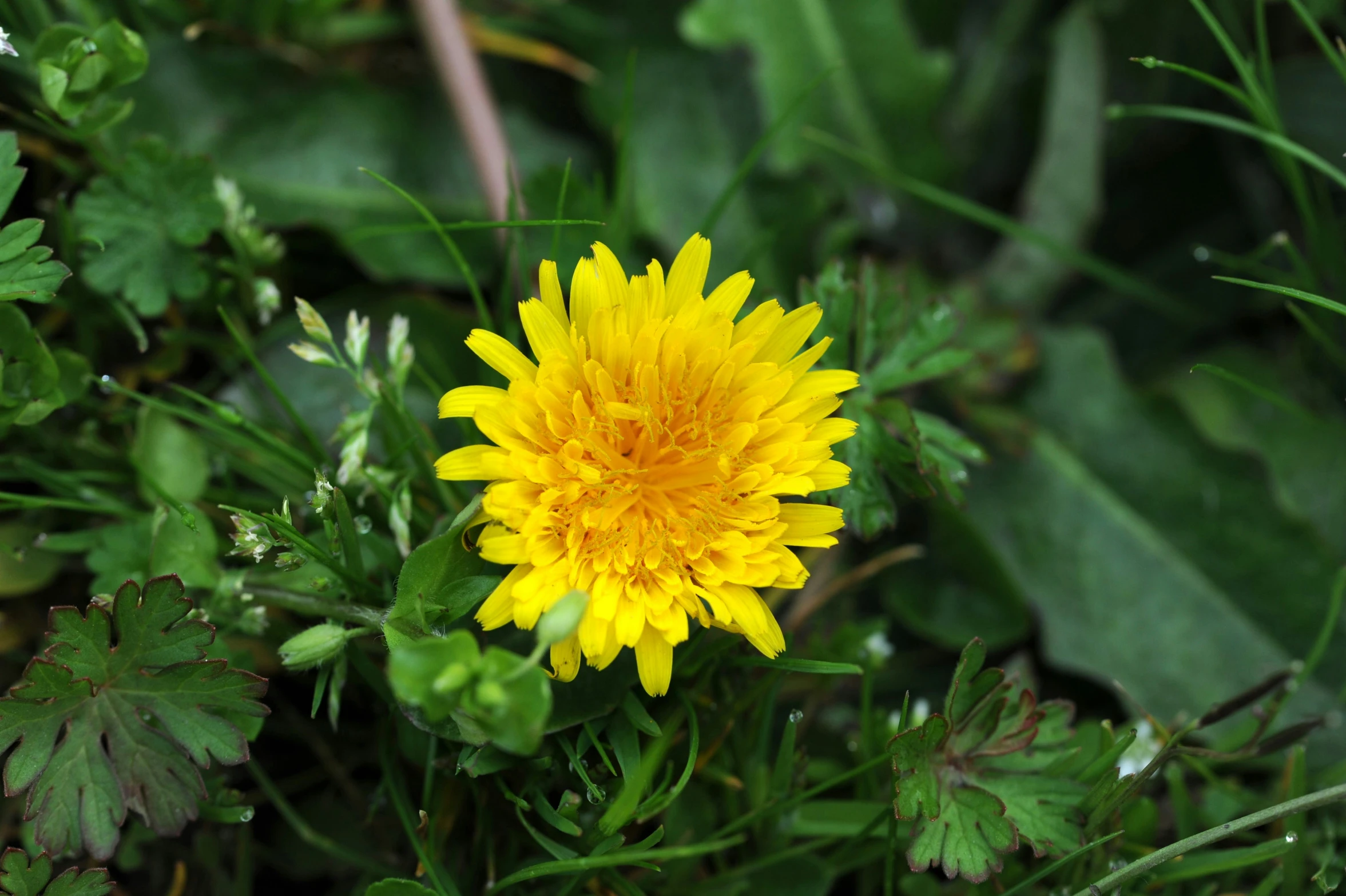 a large yellow flower in a green field