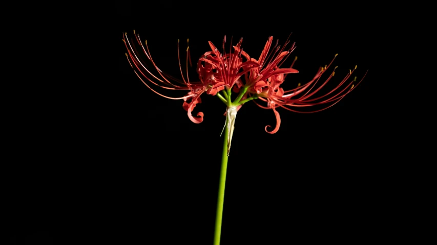 a large red flower on black with a small white vase