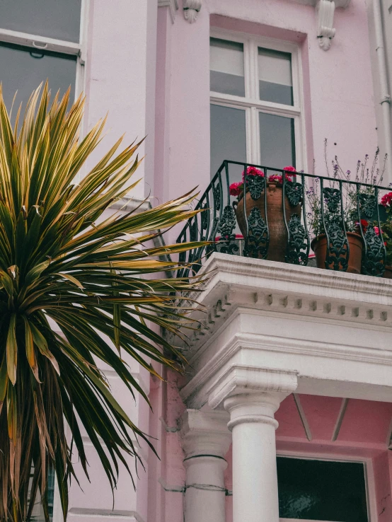 some plants and palm trees in front of pink buildings