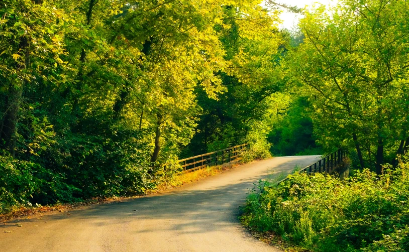 an image of a road through the woods