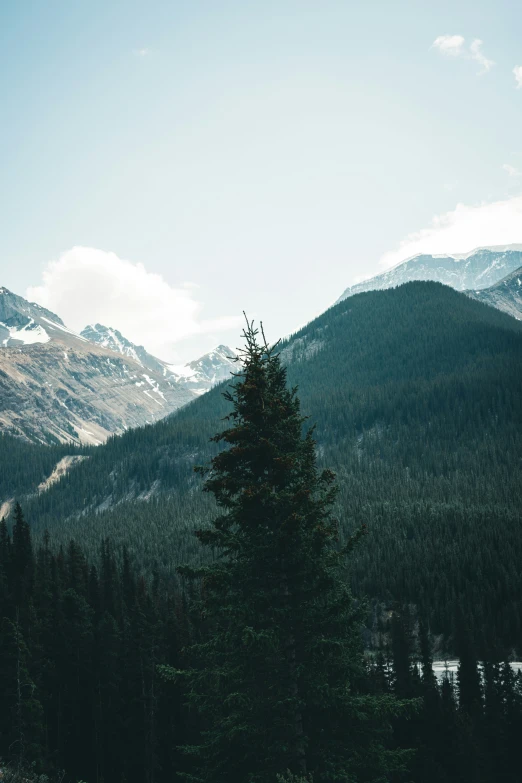 mountains in the distance with a single tree