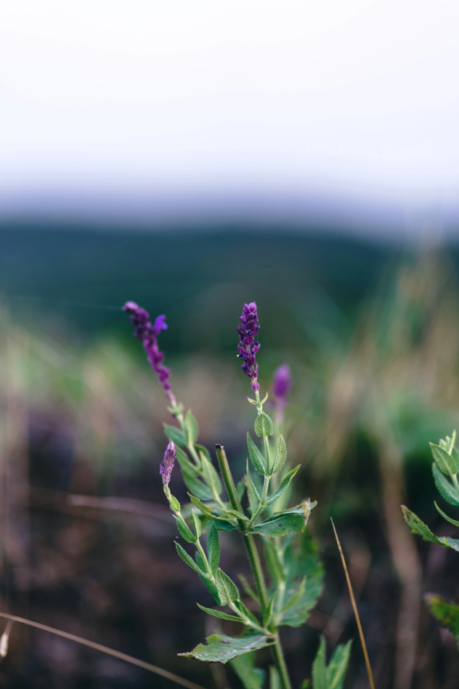 small flower buds and leaves in the foreground with another plant in the background