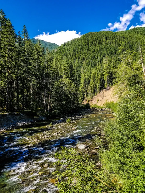 a river running through the middle of a green forest