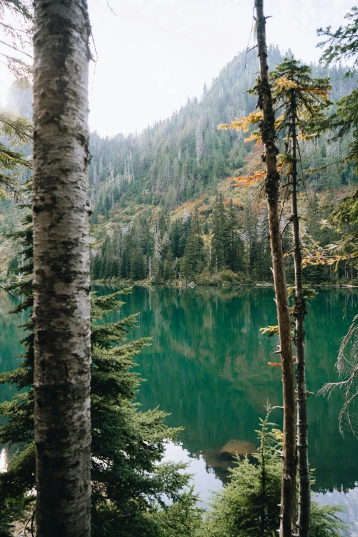 some trees a lake some water and a mountain