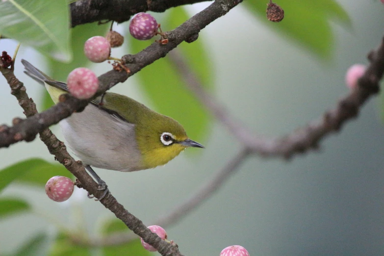 a small bird is sitting on the nch of a tree