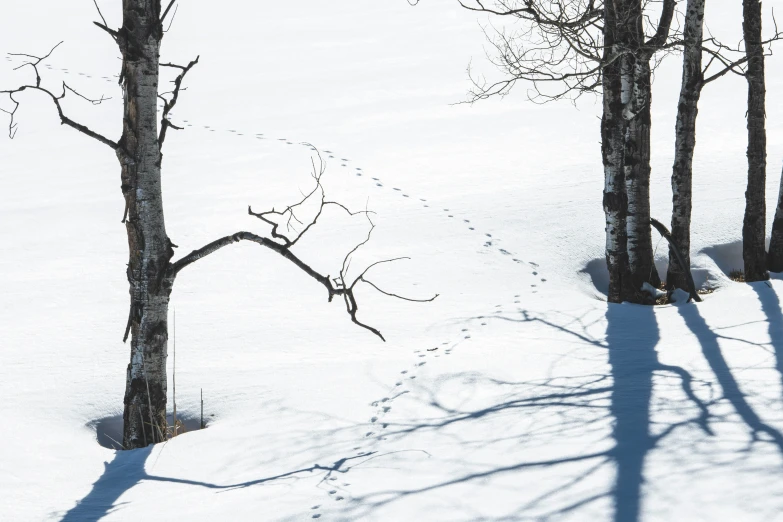 a lone tree is surrounded by the tall, thin trees