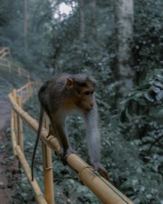 a small monkey sitting on top of a bamboo fence