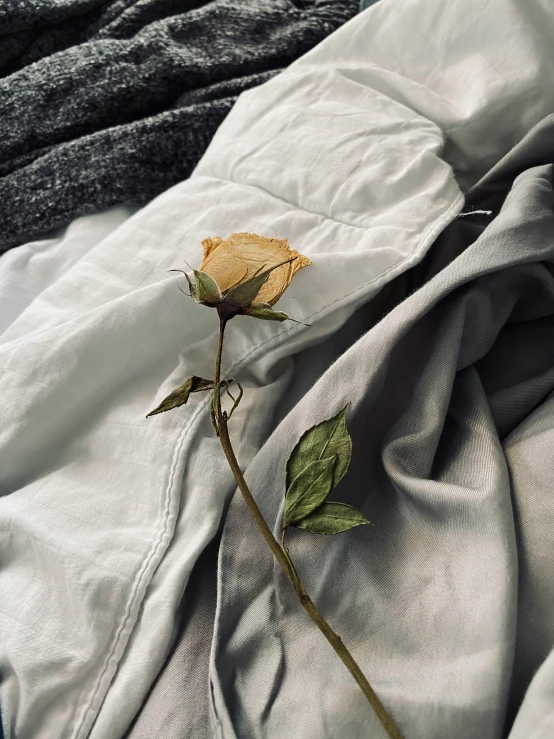 a single flower that has been washed onto a bed