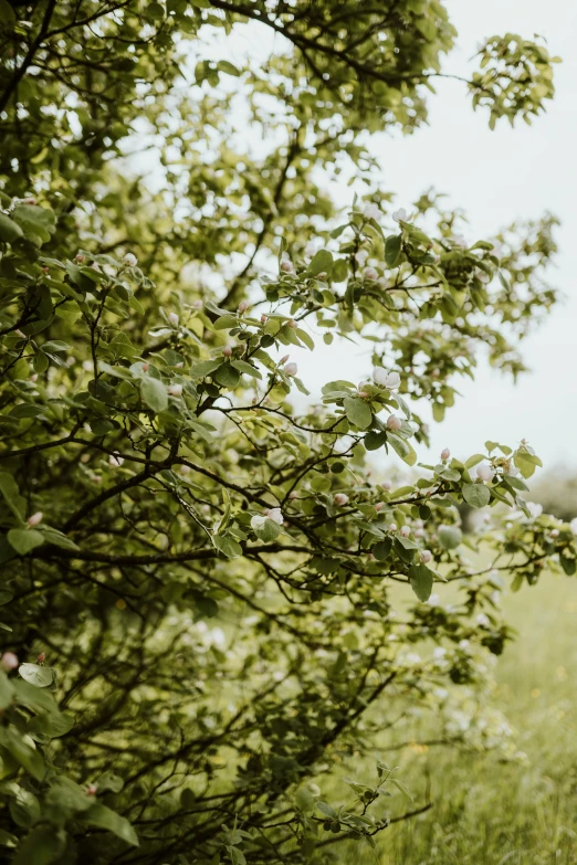 there are many trees and bushes that have leaves