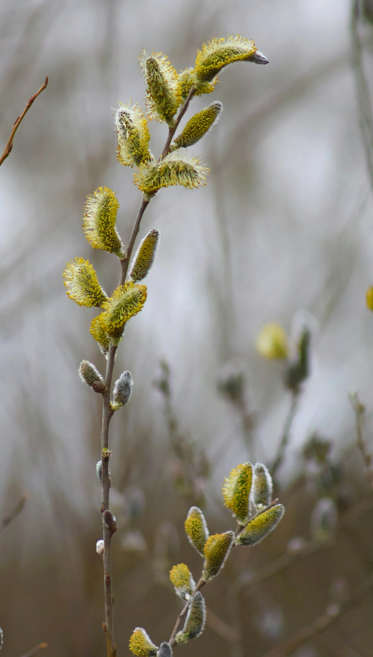 small green leaves and buds on a twig