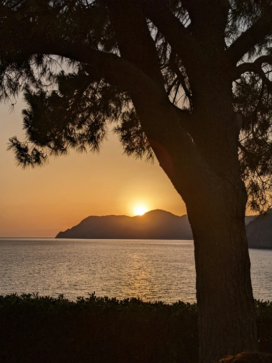 a sunset in the distance and a tree silhouetted against the water