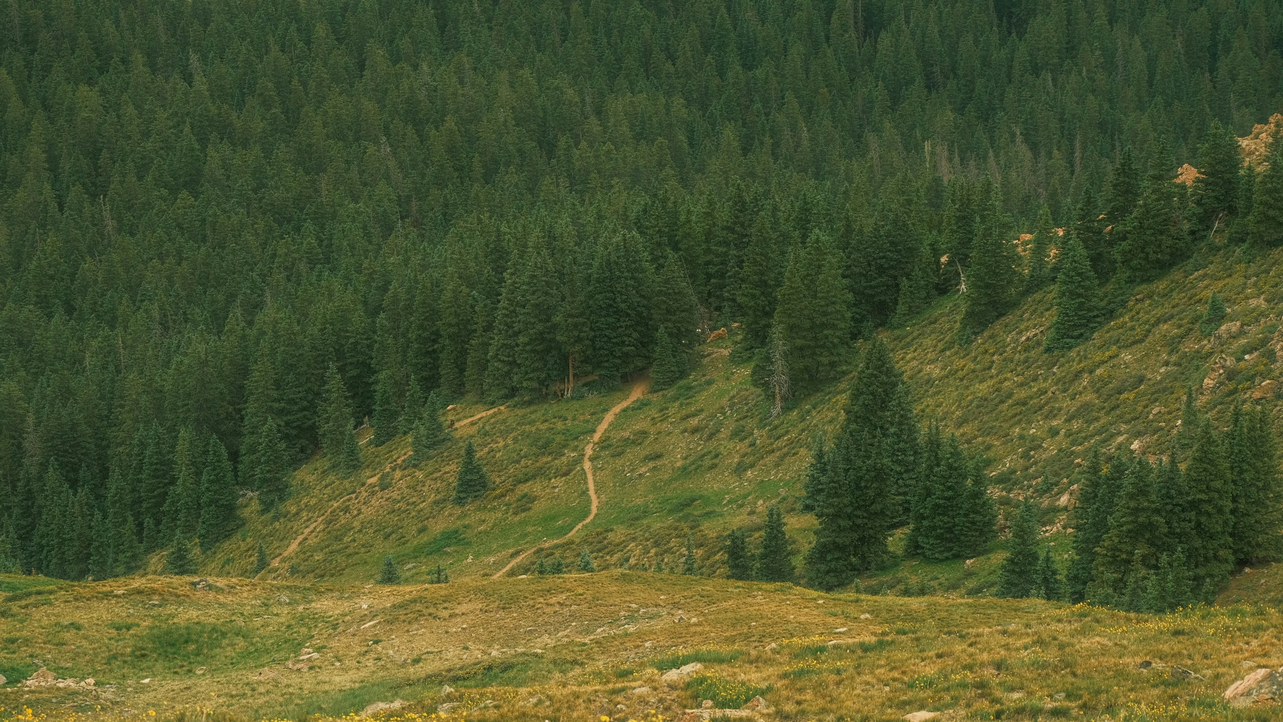 a bear is walking on a grassy hill