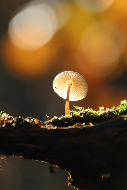 a small white mushroom that is on a tree limb