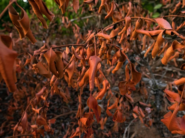 leaves hang over a tree nch in the rain