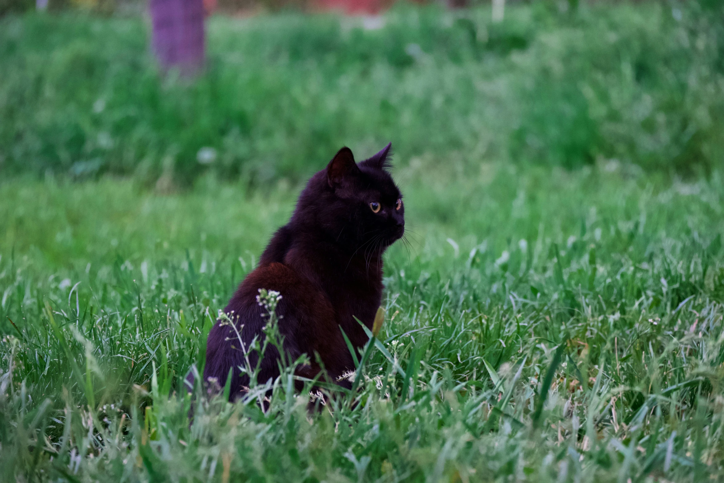 a black cat sitting in the grass by itself