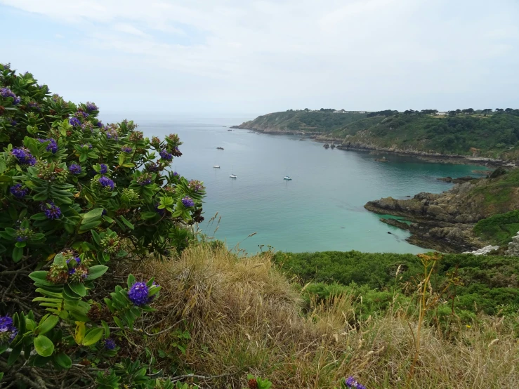 boats sit in the water surrounded by bushes and rocks