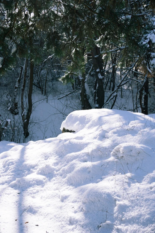 a man skiing alone in the snow beside trees