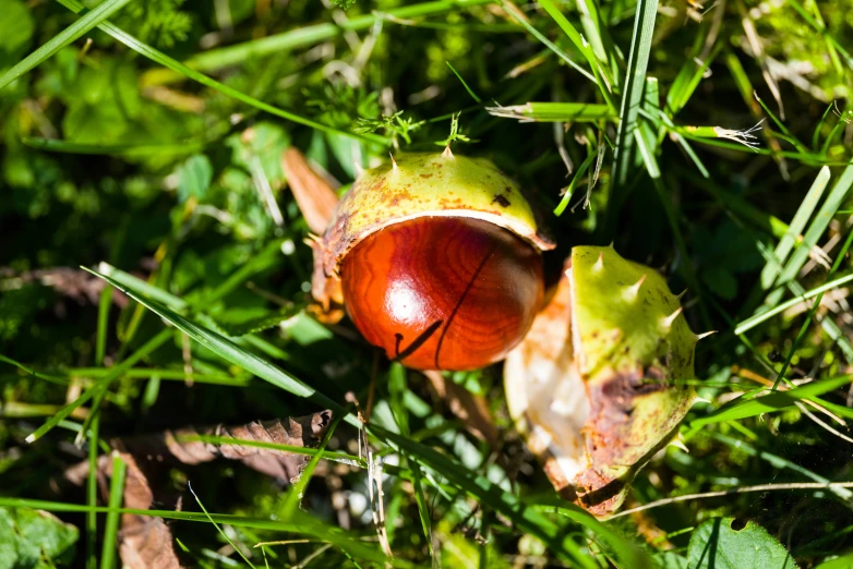 a plant on some grass with some sort of fruit