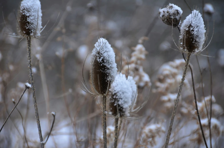 some snow covered plants with one flower in the middle