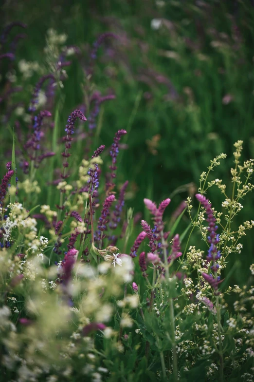 some plants and flowers are growing in the grass