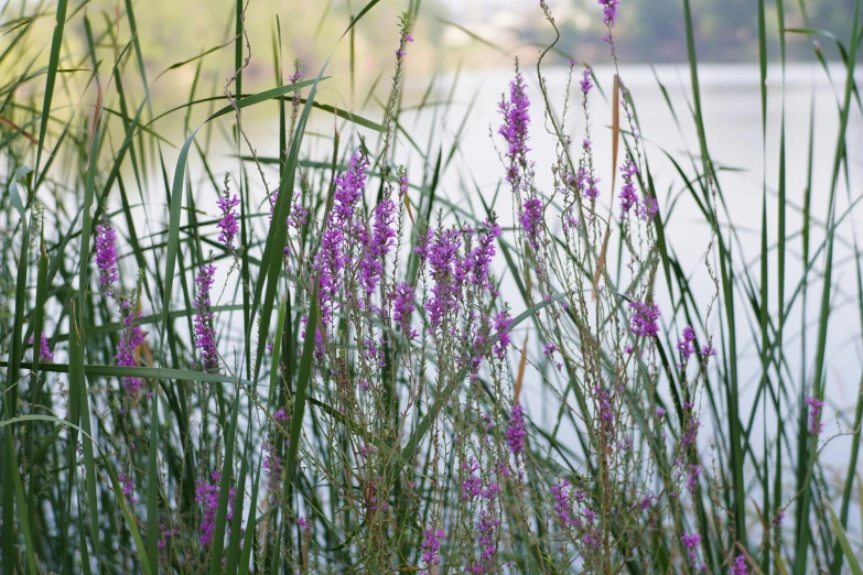 some purple flowers are near the water and plants