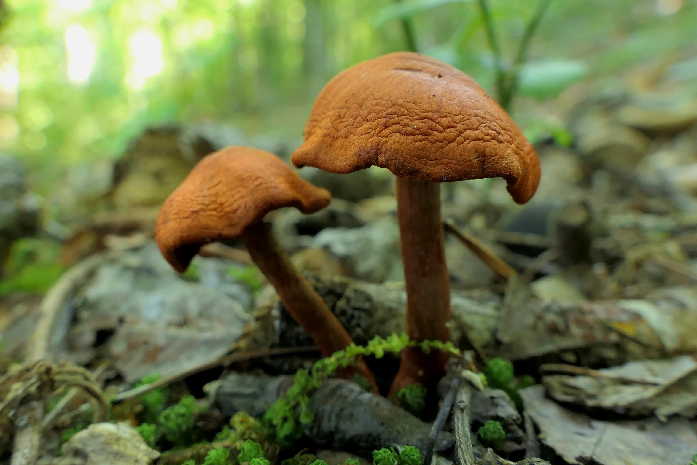 a couple of mushrooms that are in the grass