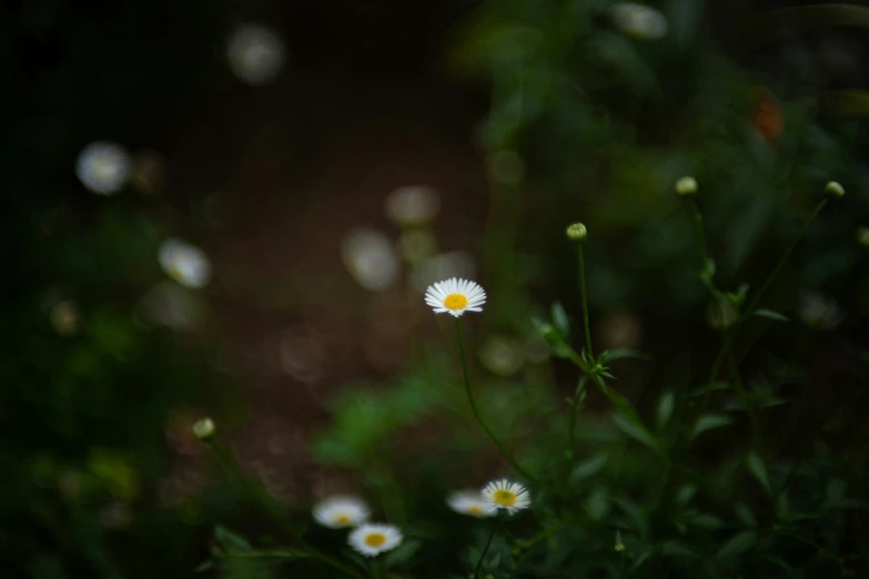 there are several daisies and weeds growing near the ground