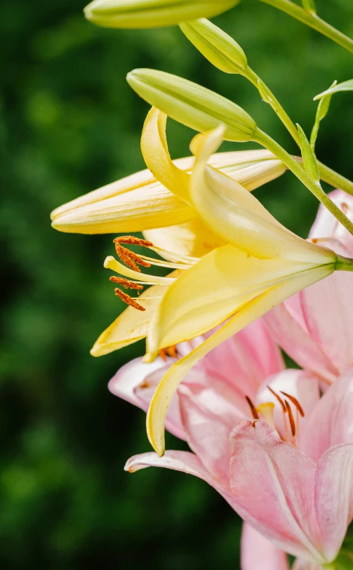 a picture of three yellow and pink flowers