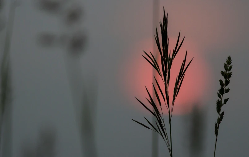 some long grass is under a red light