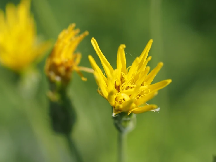 a close - up of a yellow flower on the stem