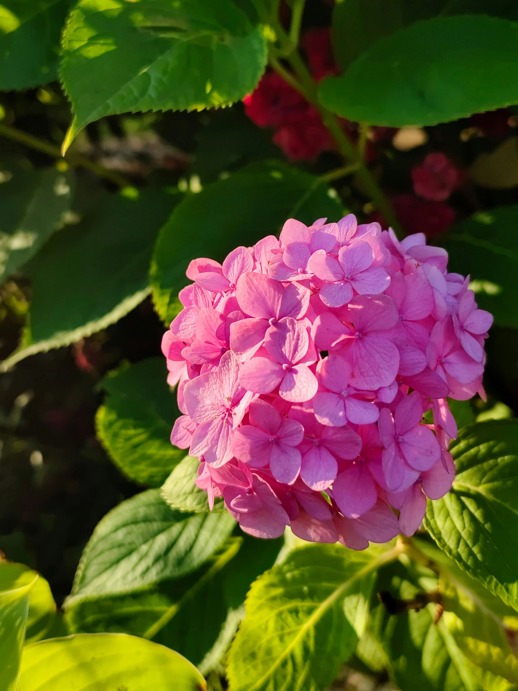 this is a closeup of pink flowers