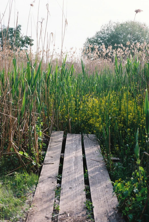 there is a small dock in the tall grass