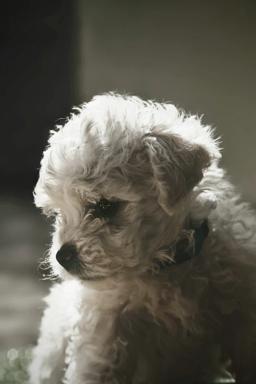 an adorable small white dog sitting on top of a wooden table