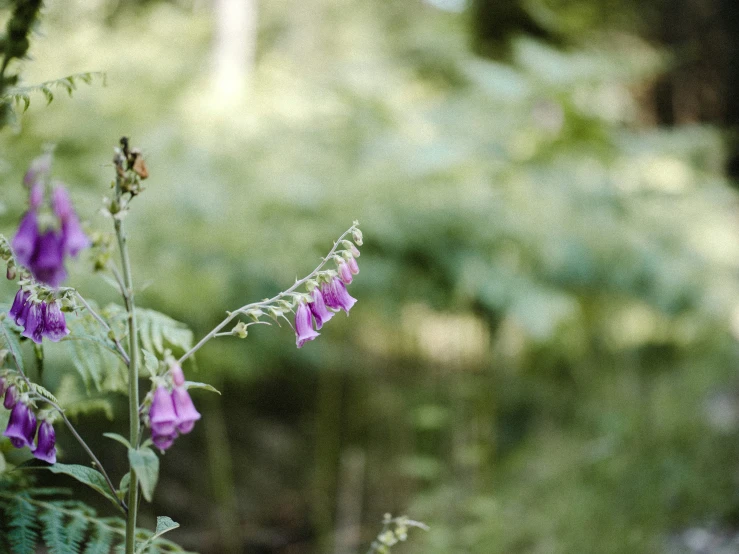 pink flowers stand out in a green landscape