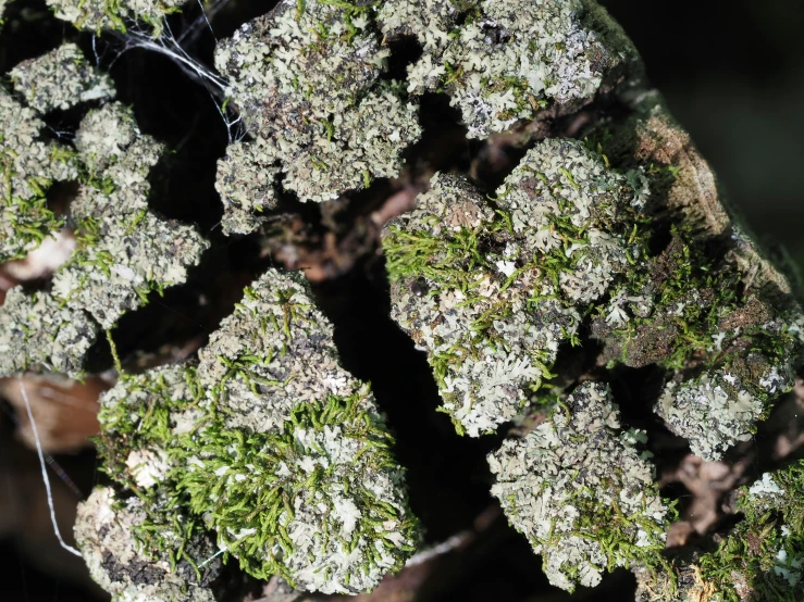 a close up of moss covered in licora