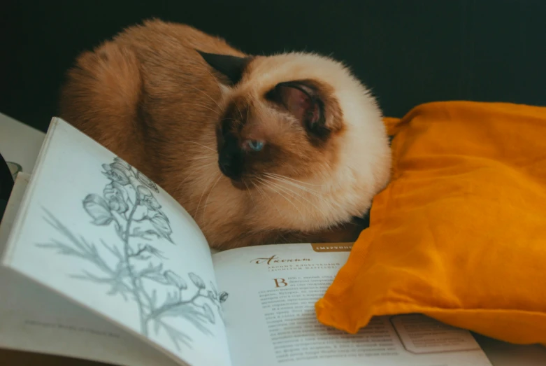 a cat laying on an open book, with it's head turned to the side