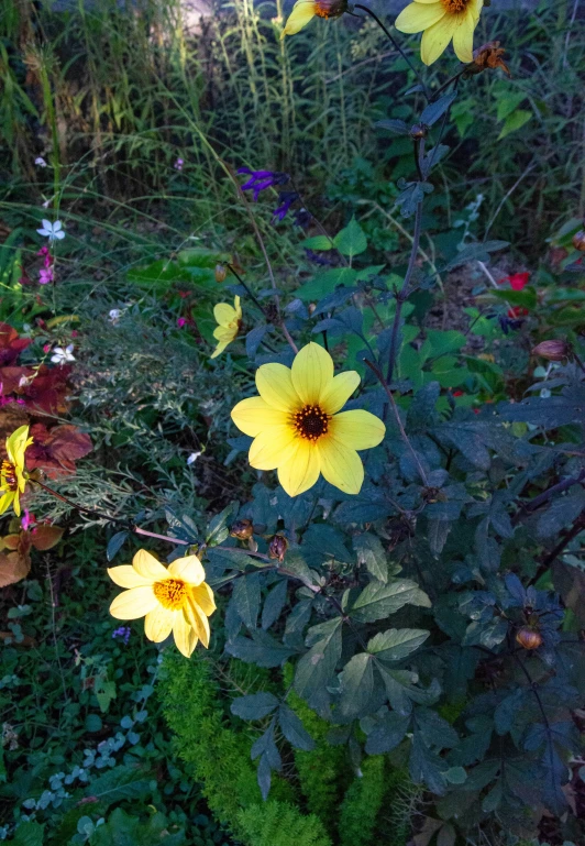 several sunflowers growing among some brush in a garden
