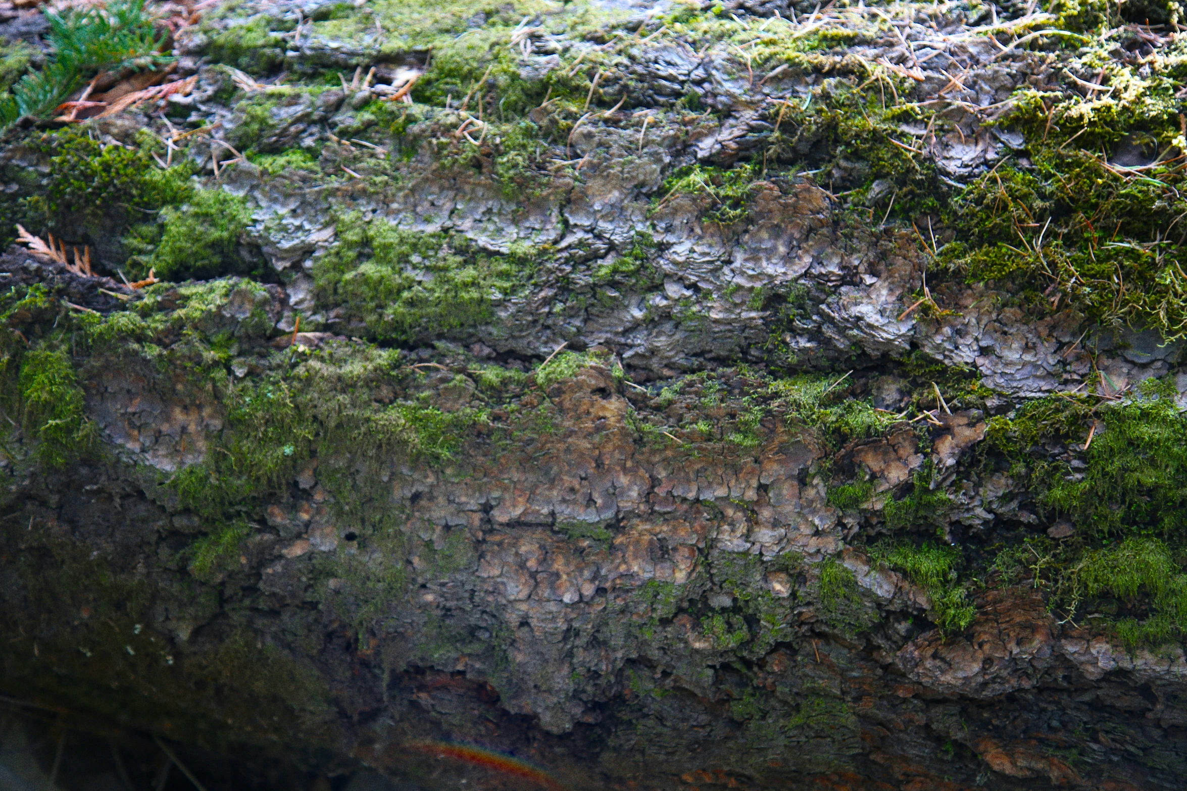 a close up of the ground next to rocks and water