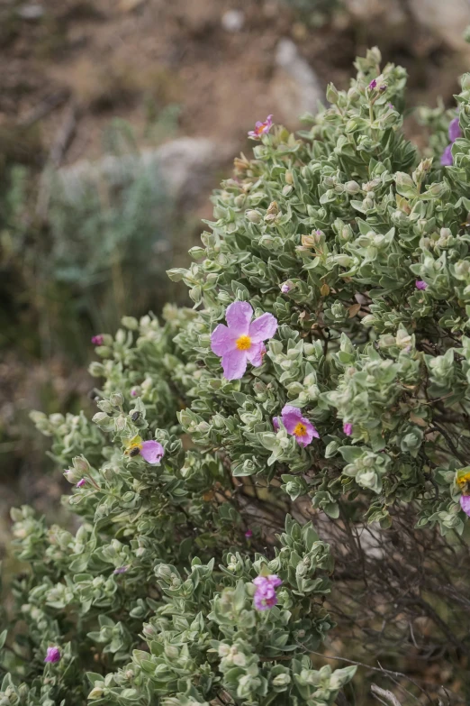 several pink flowers are growing on a green bush