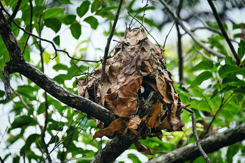 a nest of leaves on a tree nch