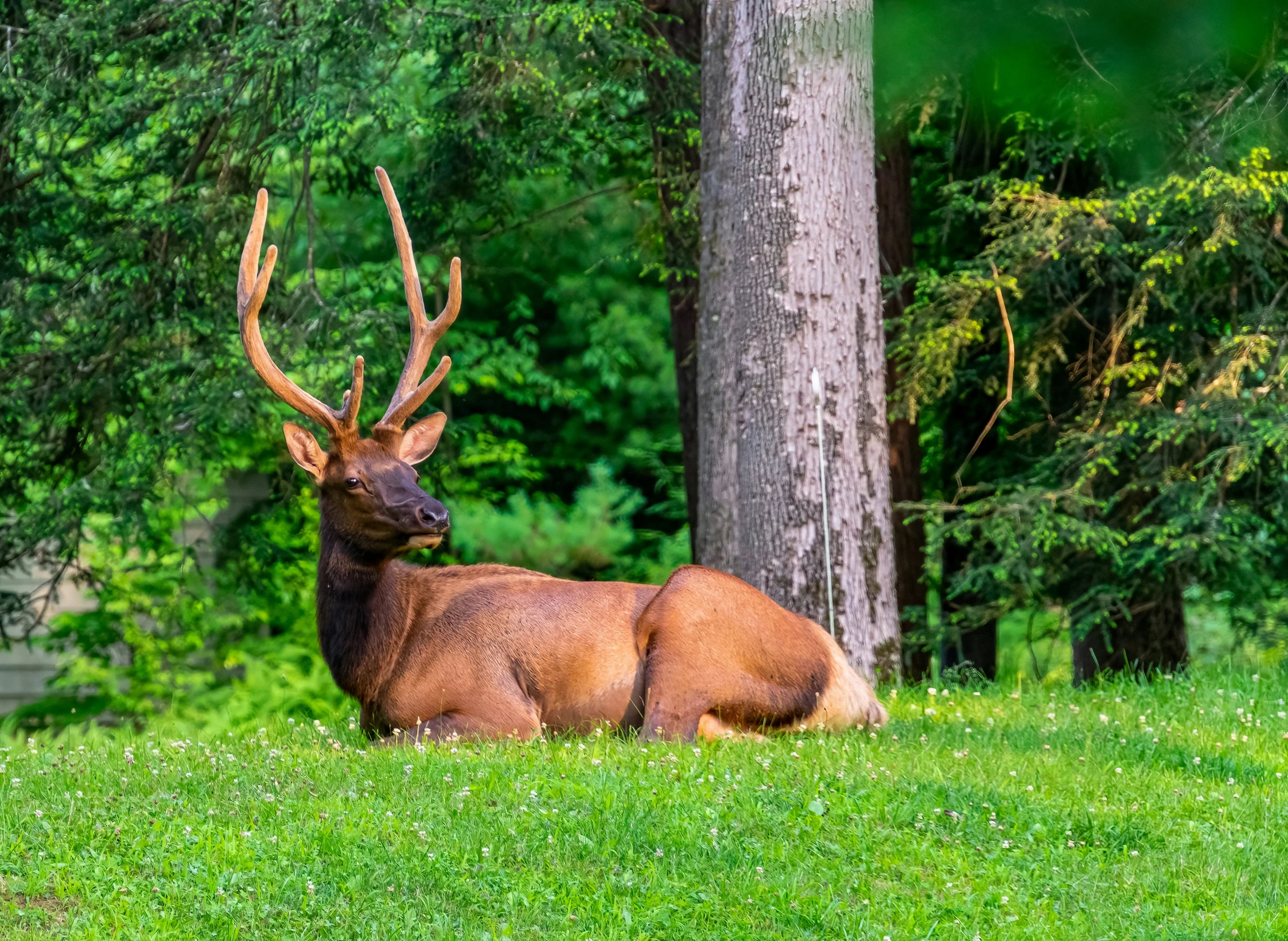 a deer laying down next to some trees