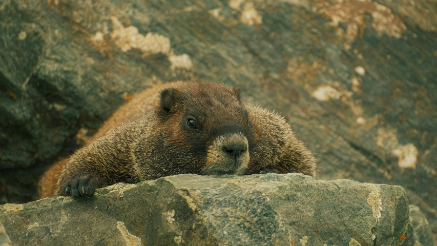 there is a grizzly bear on the rocks