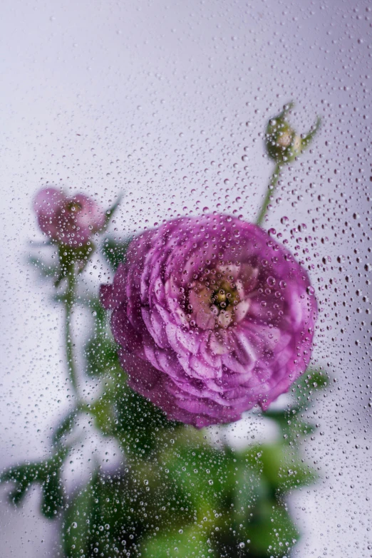 water drops covering the outside of a window with a purple flower