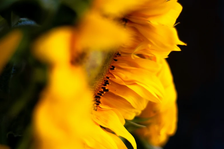 the sun is shining through the yellow flower